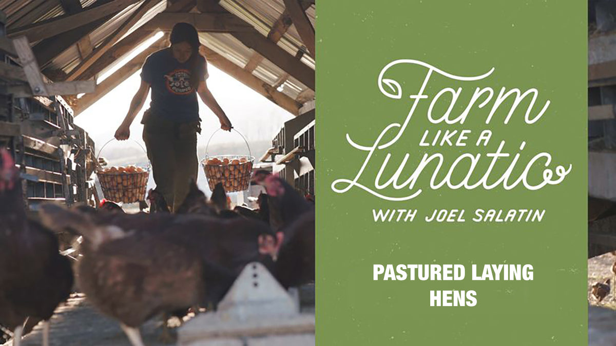 Pastured Laying Hens